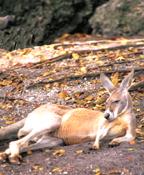 Image of a kangaroo.