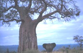 Image of a baobab tree with an elephant walking underneath it.