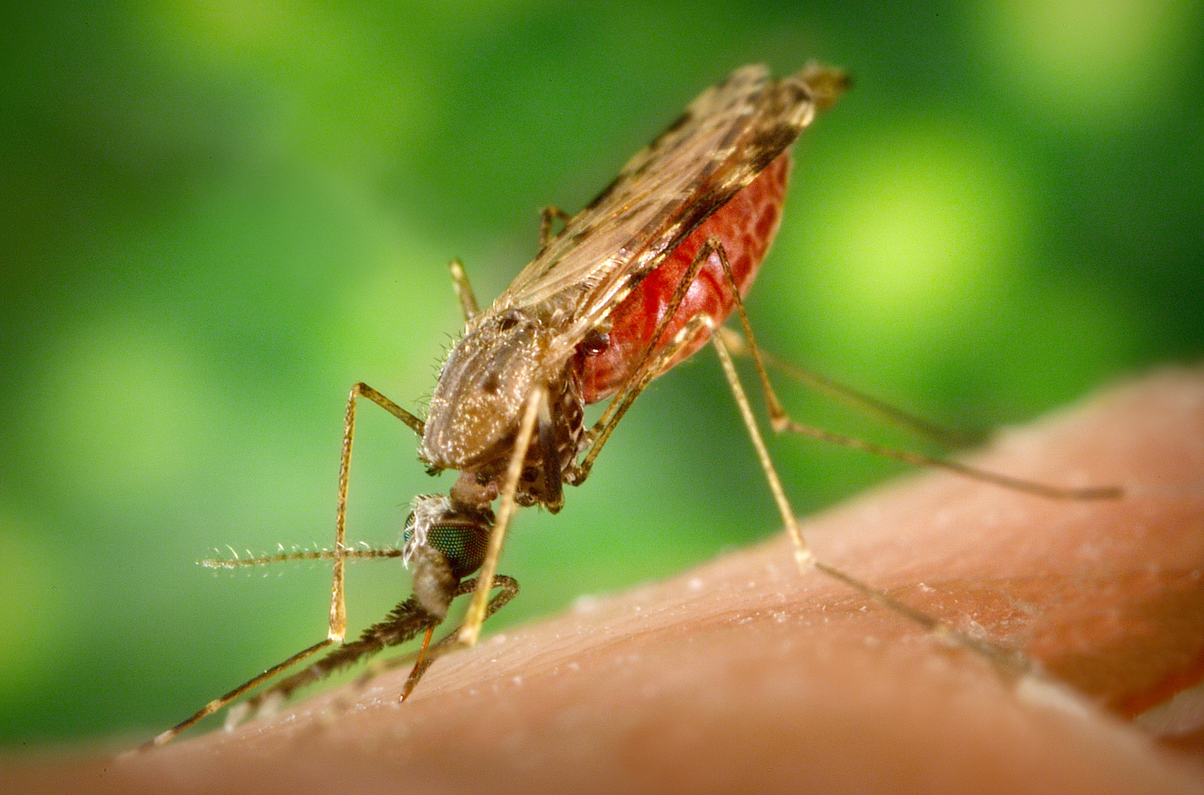 A female Anopheles mosquito, vector of malaria. 