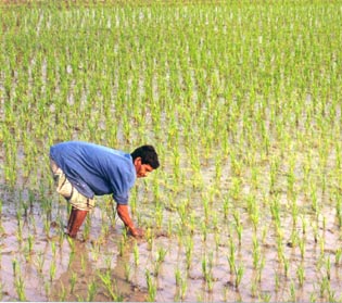 A Bangladesh worker in a rice field. Two-thirds of the Bangladesh population works in the agricultural industry. 