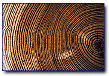 Tree Rings