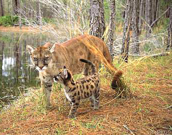 Critically endangered Florida Panther Florida panterh, mother and baby