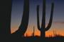 Image of a cactus with a dusky sky in the background.