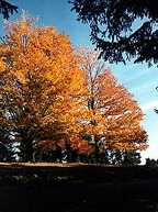 Image of some trees with their leaves changing.  This image links to a more detailed image.