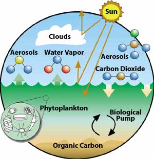 Image of a process known as biological pump.