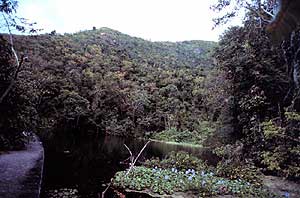 Image of tropical rainforest.