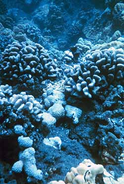 Image of coral assemblage.