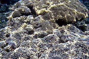 Image of Pocillopora colonies on a coral reef in Gulf of Panama.
