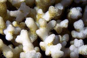 Image of partially bleached Pocillopora damicornis from a coral reef in the Gulf of Panama.