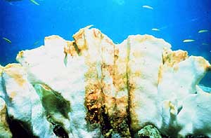 Image of coral through Caribbean.