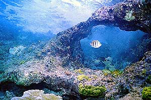 Image of close-up view of coral reef.