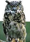 Image of an owl.