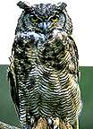 Image of an owl.