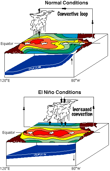 Image of a diagram that shows water temperatures during El Nino and non-El Nino years.  Please have someone assist you with this.