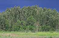 Image of some exotic melaleuca trees which are invading the Everglades.