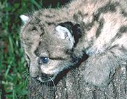 Image of a Florida Panther cub.