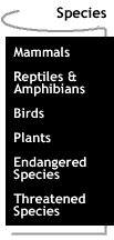 Image that says Species.