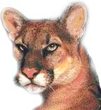 Image of a Florida Panther.