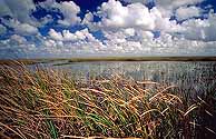 Image of cattails in Convervation Area II, Florida Everglades.