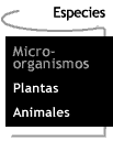 Imagen que dice Microorganismos.