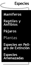 Botn que te lleva a la pgina de Especies.