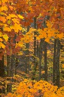 Image of a deciduous forest in temperate biome.