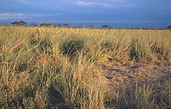 Image of some grasslands.