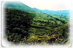 Image that shows the boundary between the rainforests on the volcanoes' sides and the large plantations established by the Europeans.  This image links to a more detailed image.