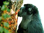 Image of a gorilla eating inner bark of Hagenia tree.
