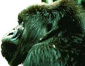 Image of a gorilla's profile.  This image links to a more detailed image.