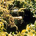 Image of a gorilla is resting amid some gallium vines, a local fast-food favorite.