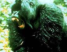Image of a silverback gorilla making a threat gesture. This image links to a more detailed image.
