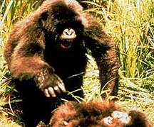 Image of two gorillas playing. This image links to a more detailed image.
