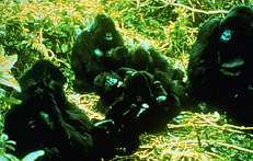 Image of a group of gorillas sitting together.