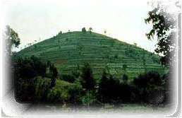 Image showing a steep slope in Rwanda which is cultivated. This image links to a more detailed image.