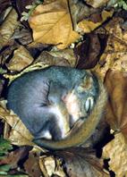 Image of a squirrel that is sleeping.