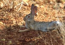 Image of a rabbit.