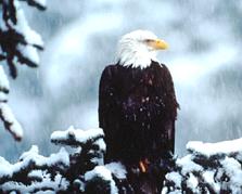 Image of an eagle.