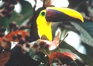 Image of a Toucan.
