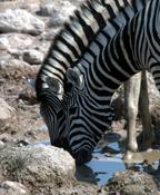 Image a some zebras drinking water.