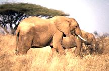 Image of two elephants.