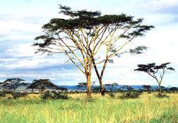 Image of an acacia tree.