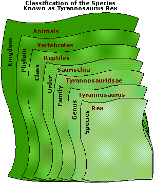 Image of a graph that displays the Classification of the Species known as Tyrannosaurus Rex.  Please have someone assist you with this.