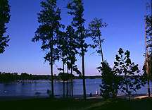 Image of some trees by a lake.