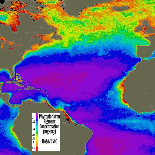 Image which shows the Phytoplankton Pigment Concentration in the Earth's waters.  Please have someone assist you with this.