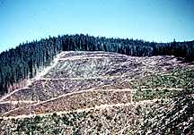 Image showing Forest Fragmentation.