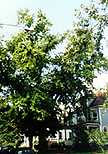 Image of one of the largest maple trees in a neighborhood in Wheeling, West Virginia.