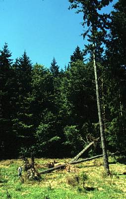 Image of a Douglas fir that has been blown down.
