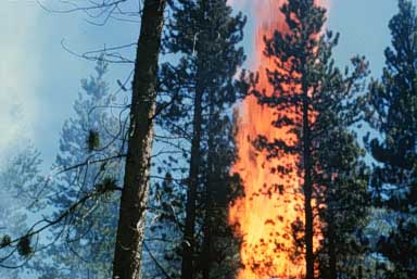 Image of a fur tree on fire.