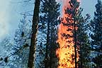 Image of a fur tree on fire.  This image links to a more detailed image.